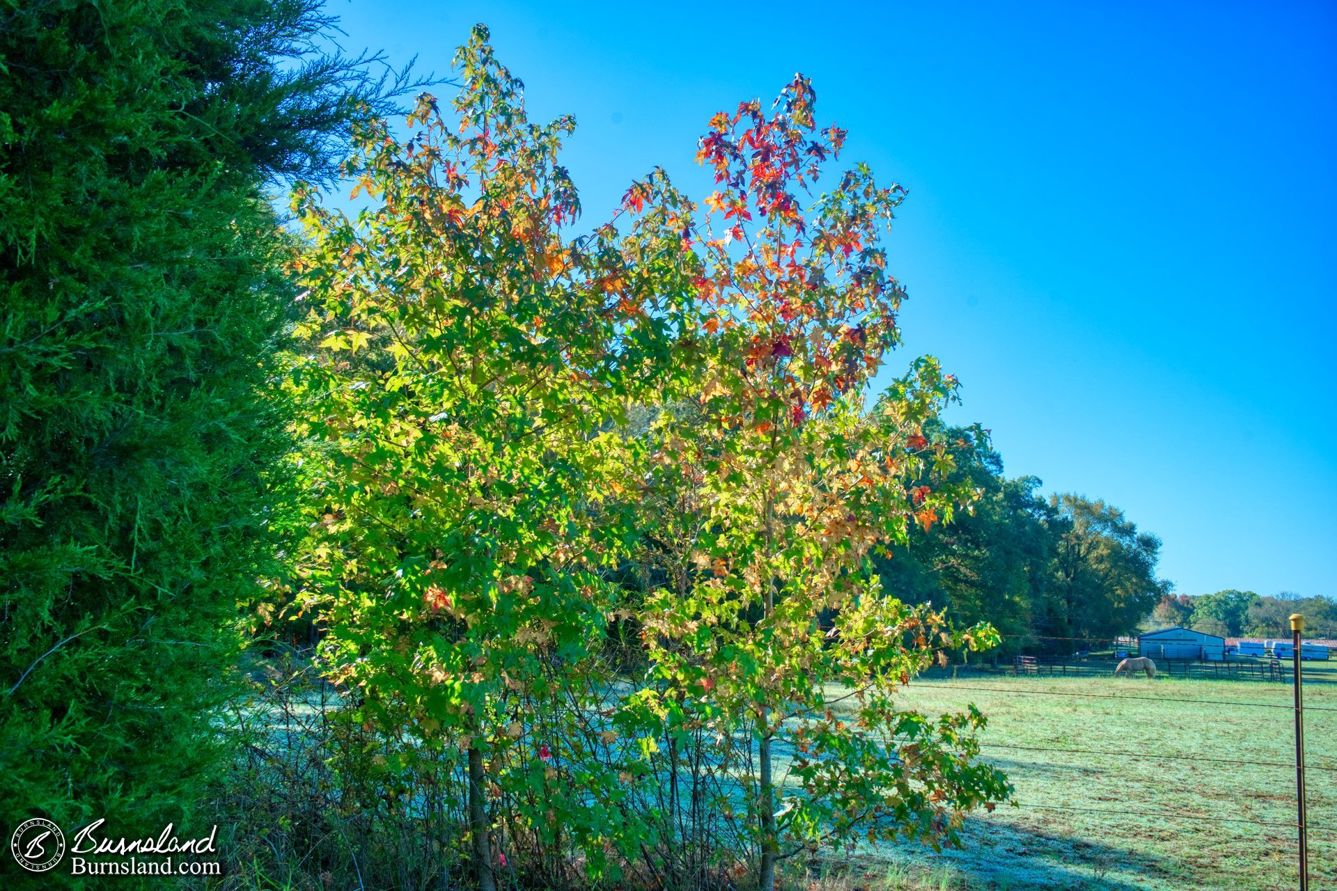 Changing sweetgum trees