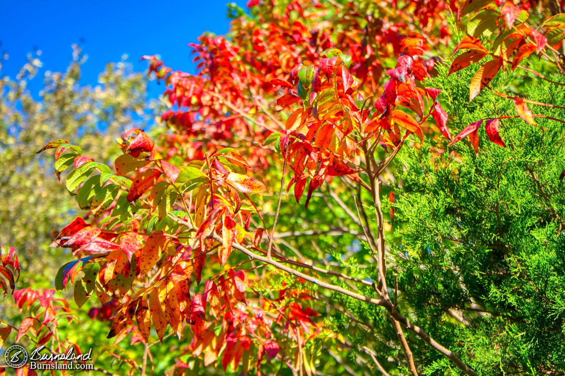 Red leaves for fall colors