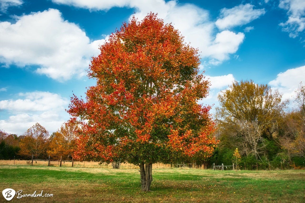 Fall Colors for 2021