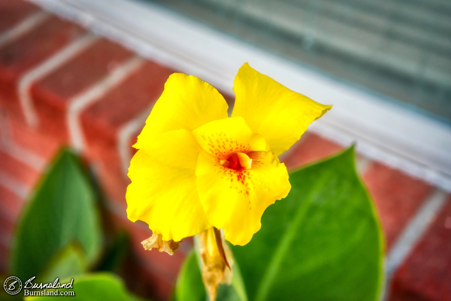 Canna lily