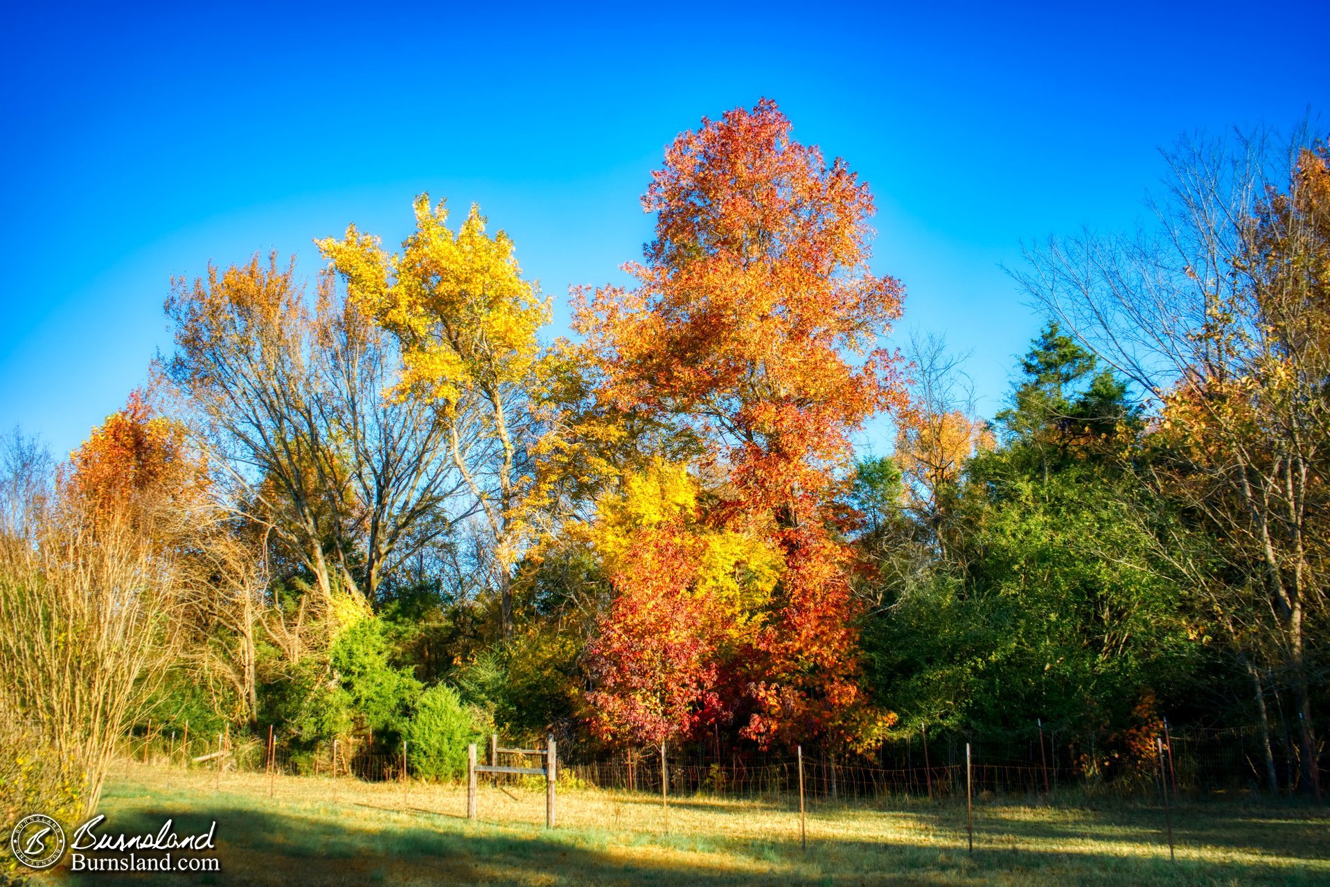 Fall colors along the horse fence