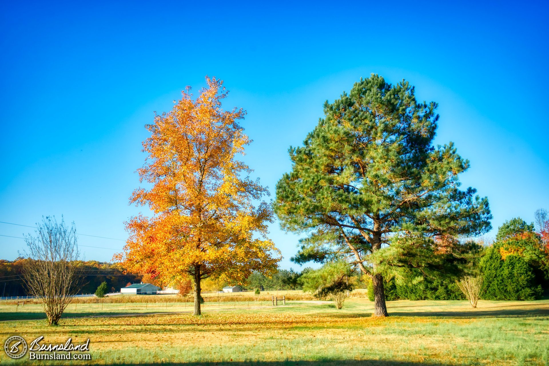 Still more fall colors from the trees in our yard