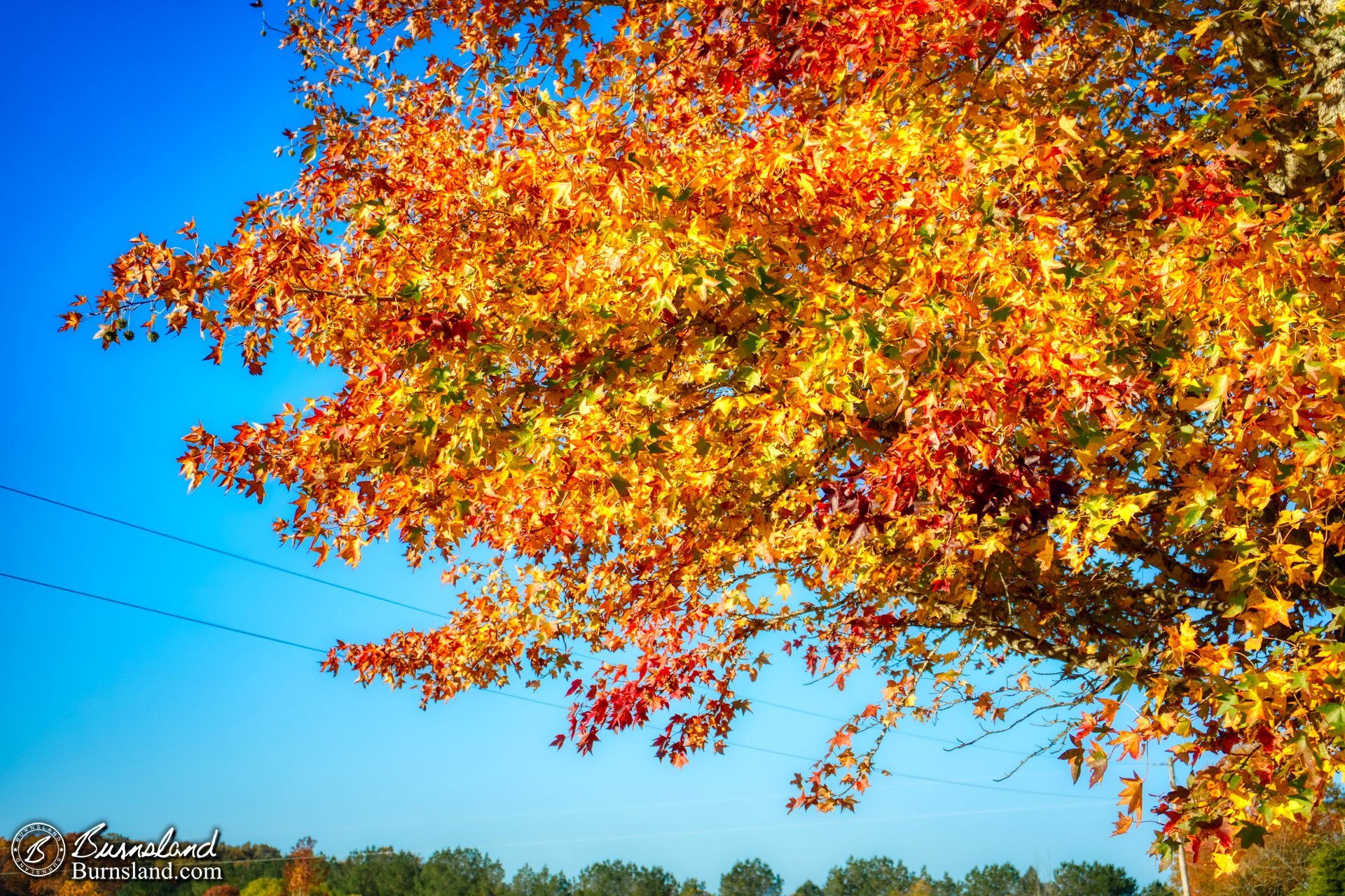 Fall colors in a sweetgum tree