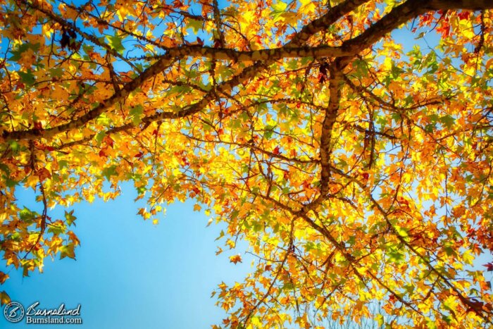 One more sweetgum tree view