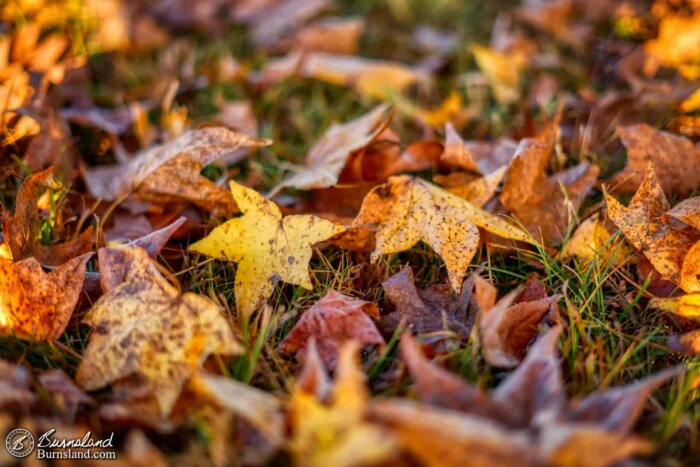 Leaves on the ground in the fall