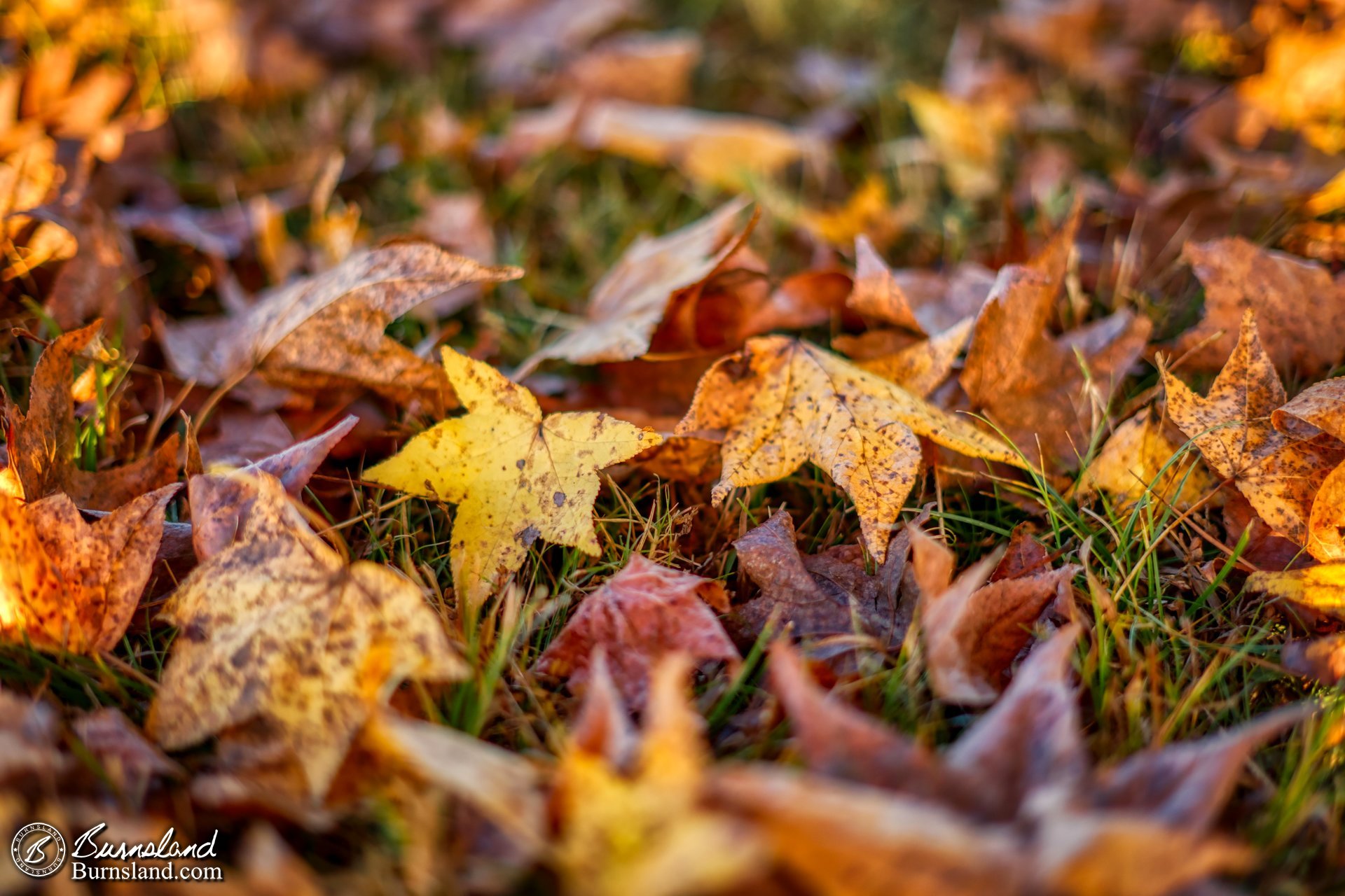 Fall Leaves - 50with50 / The Circle of Leaf Life