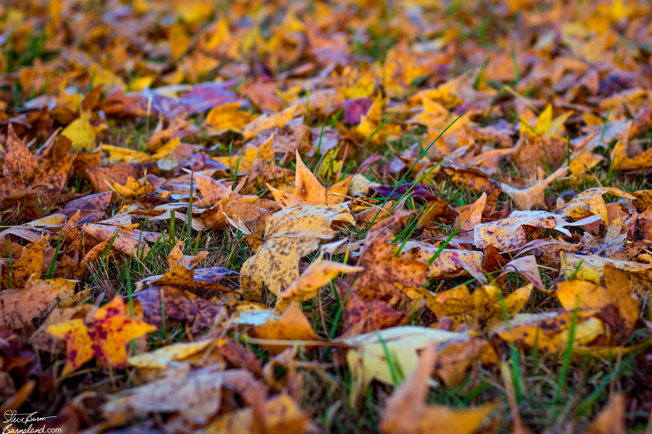 Colorful fall leaves