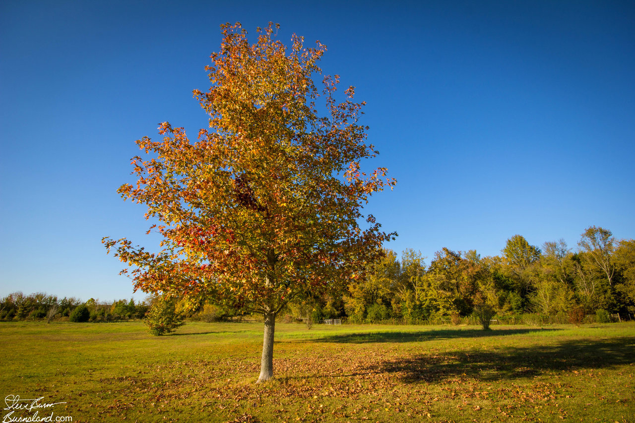 Fall Tree in Our Yard