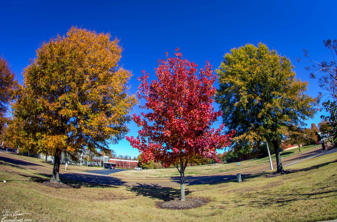 Fall Trees at the Office