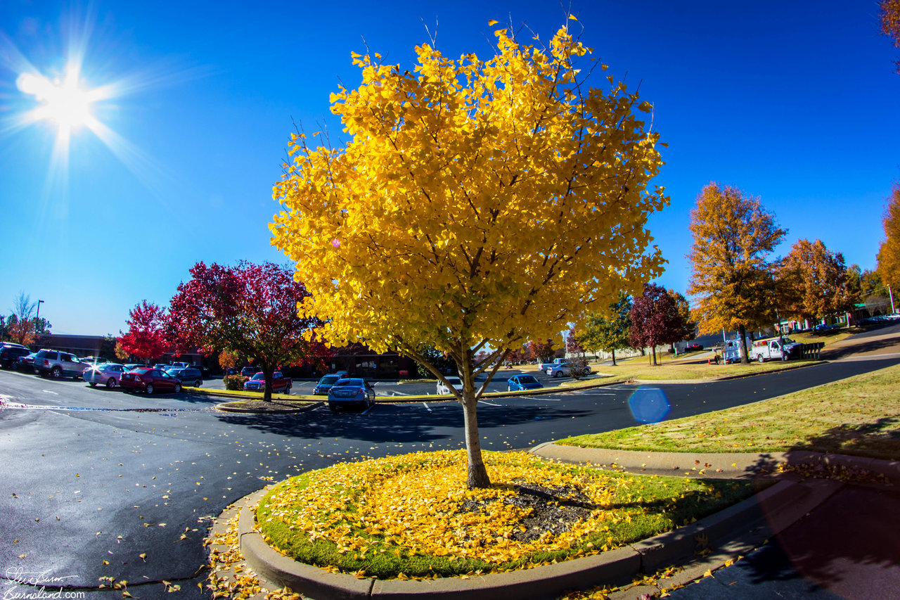 Fall tree