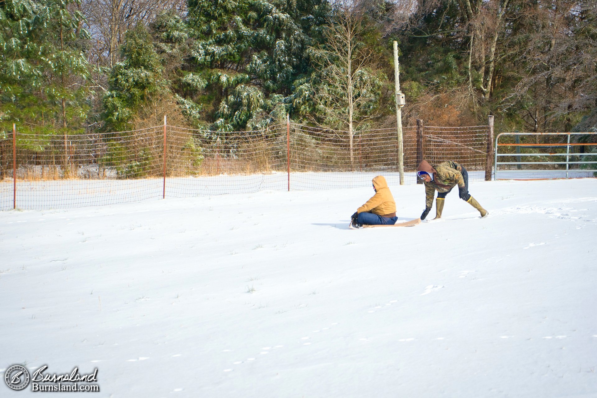 Trying to sled in the snow