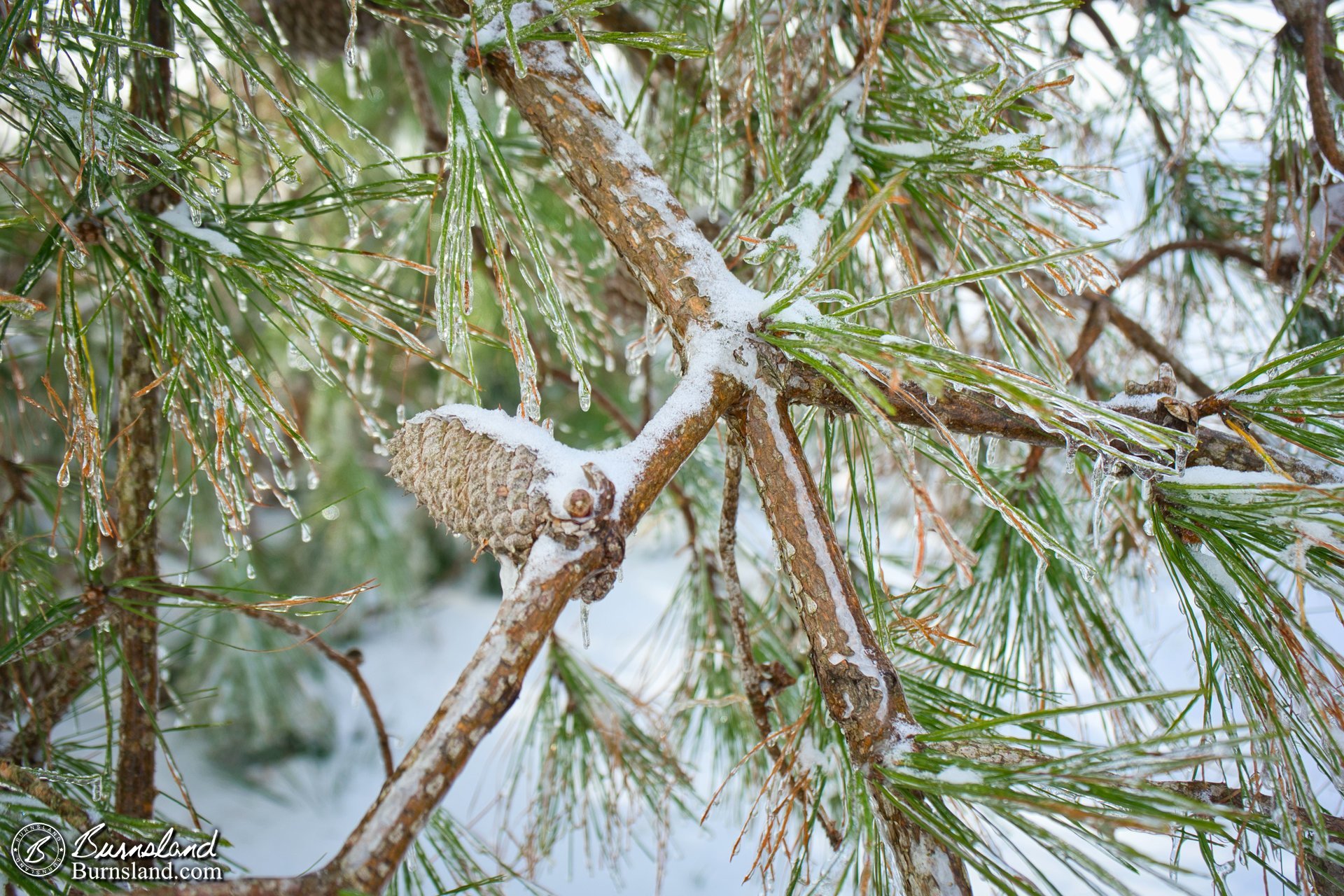 Snow and ice on the trees