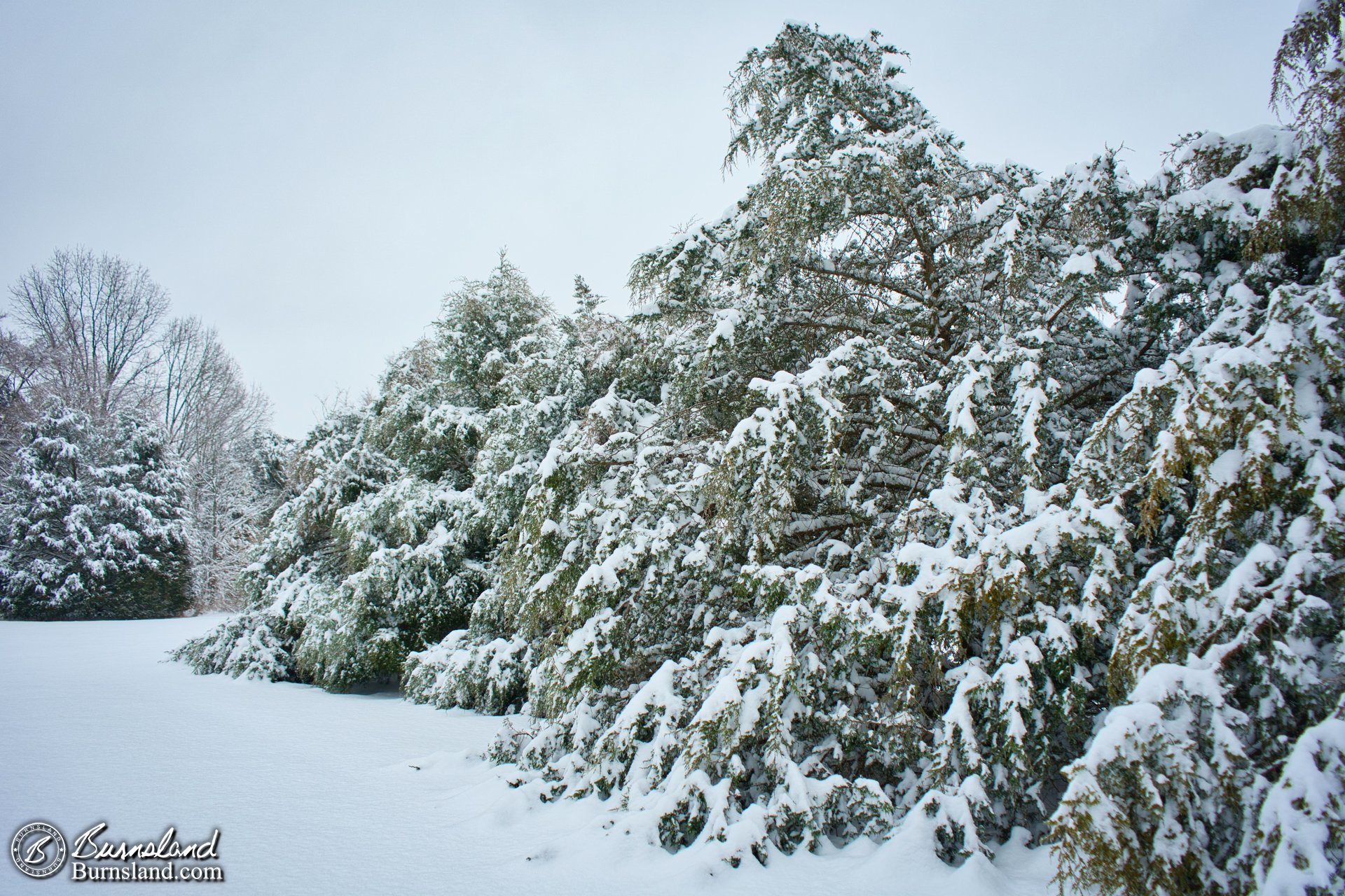 Snow on the cedar trees