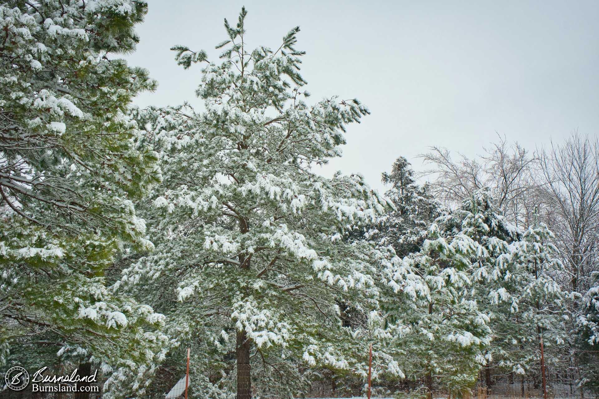 Snow in the trees