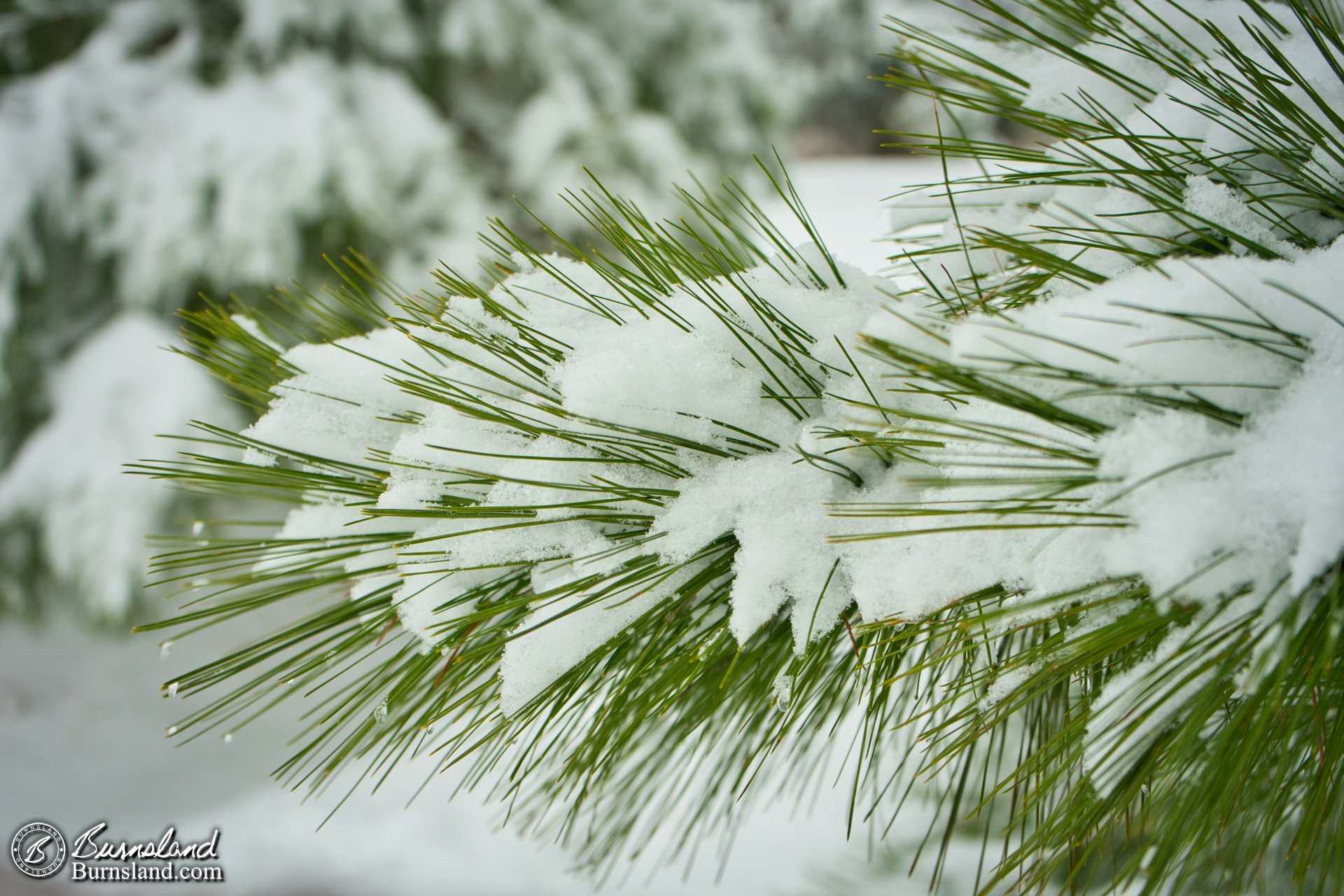 Snow on a pine branch