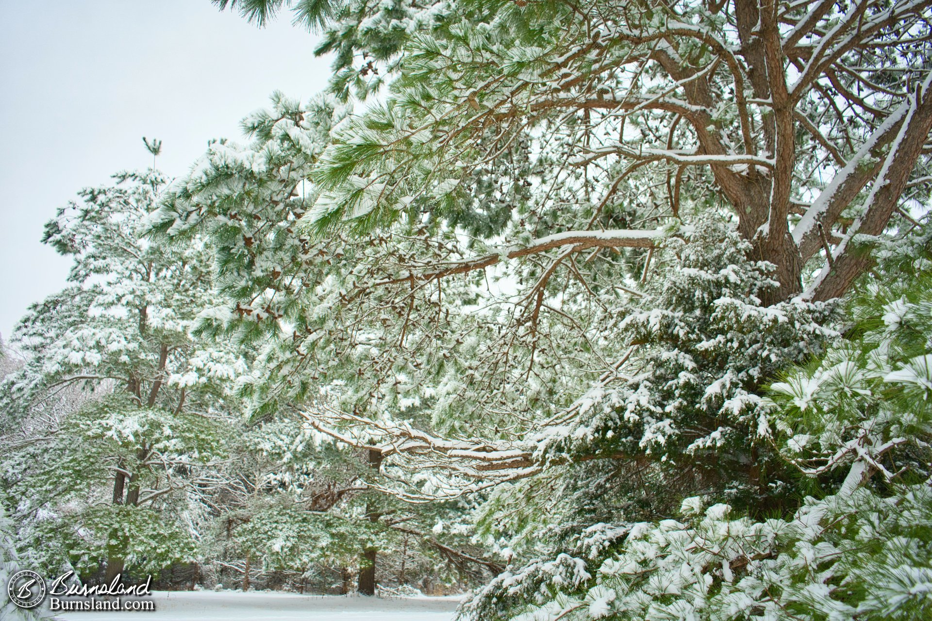 Snow on the trees