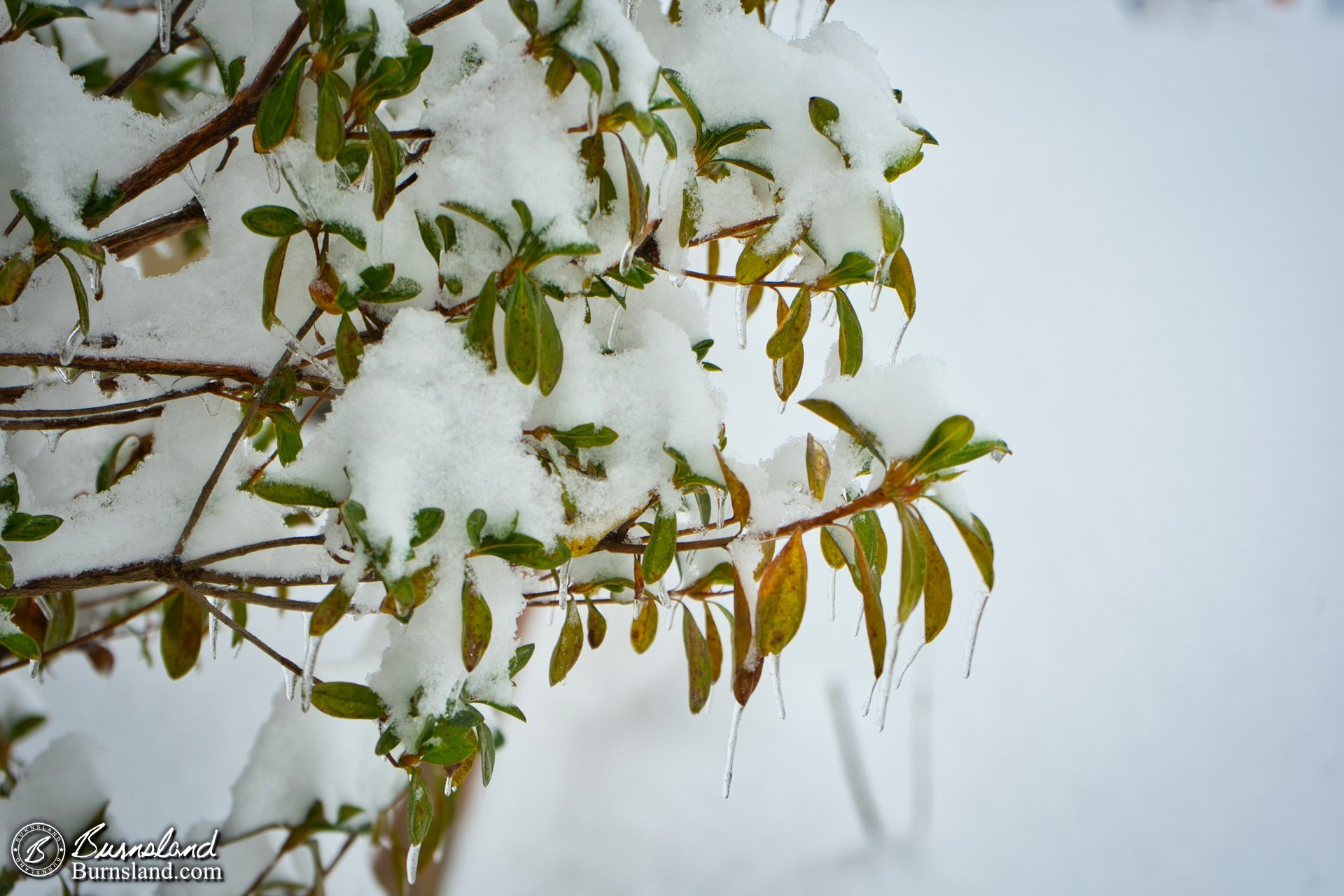 Azaleas with ice and snow