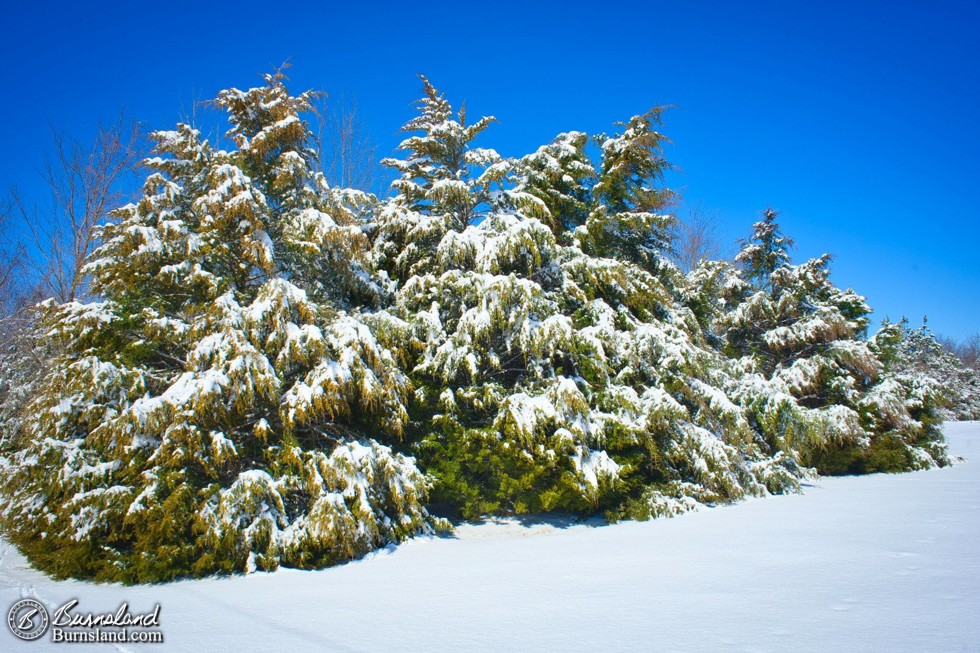 Cedar trees with character