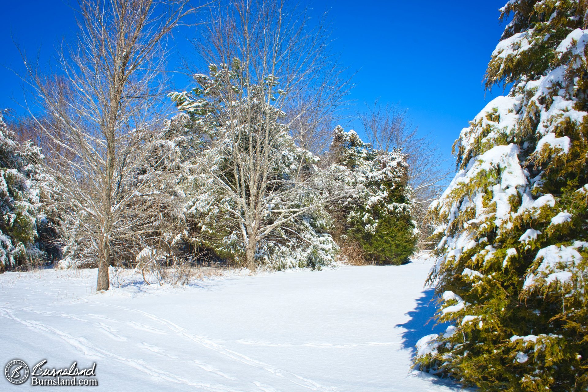 A snowy, woodsy view