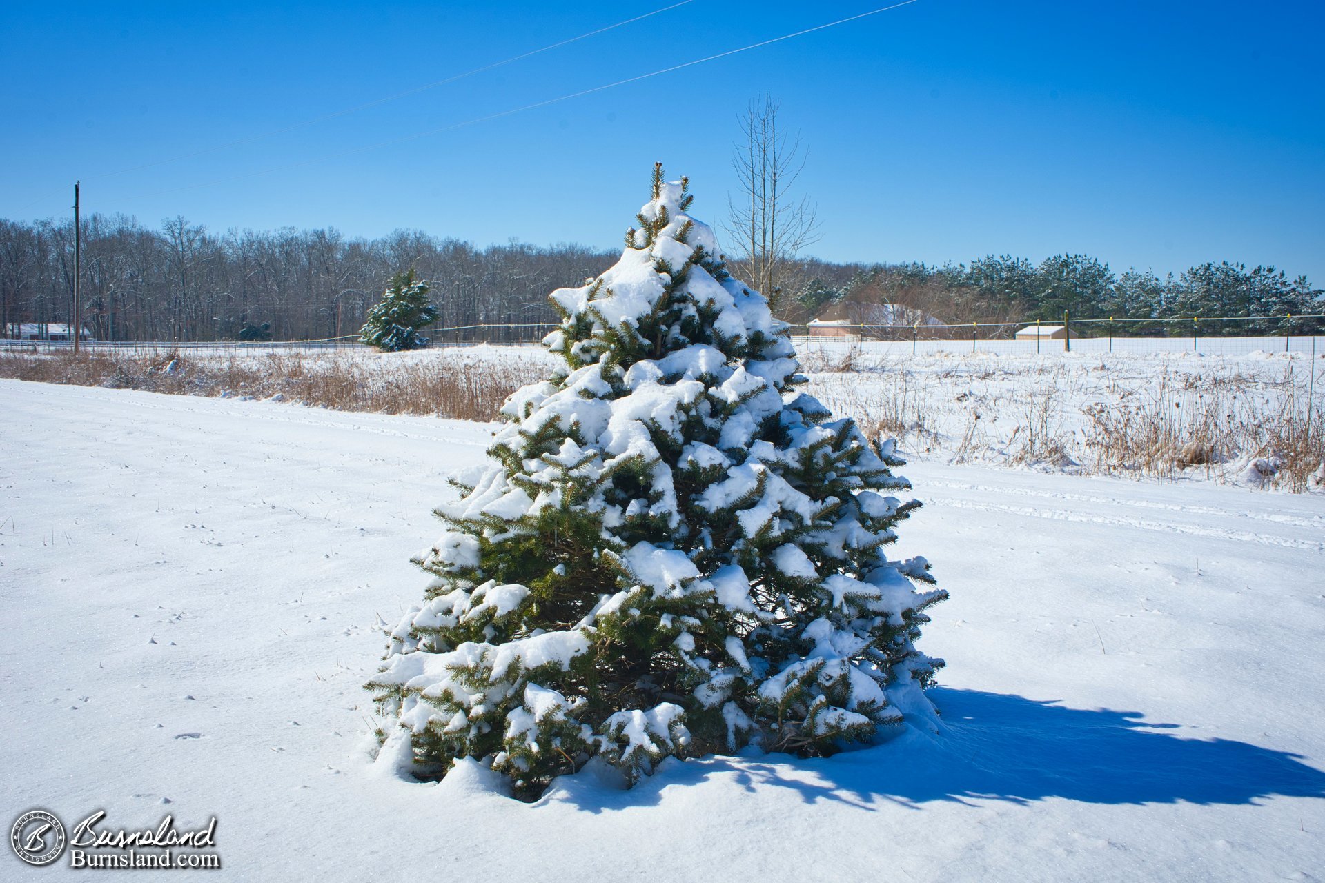 A blue spruce tree covered in snow