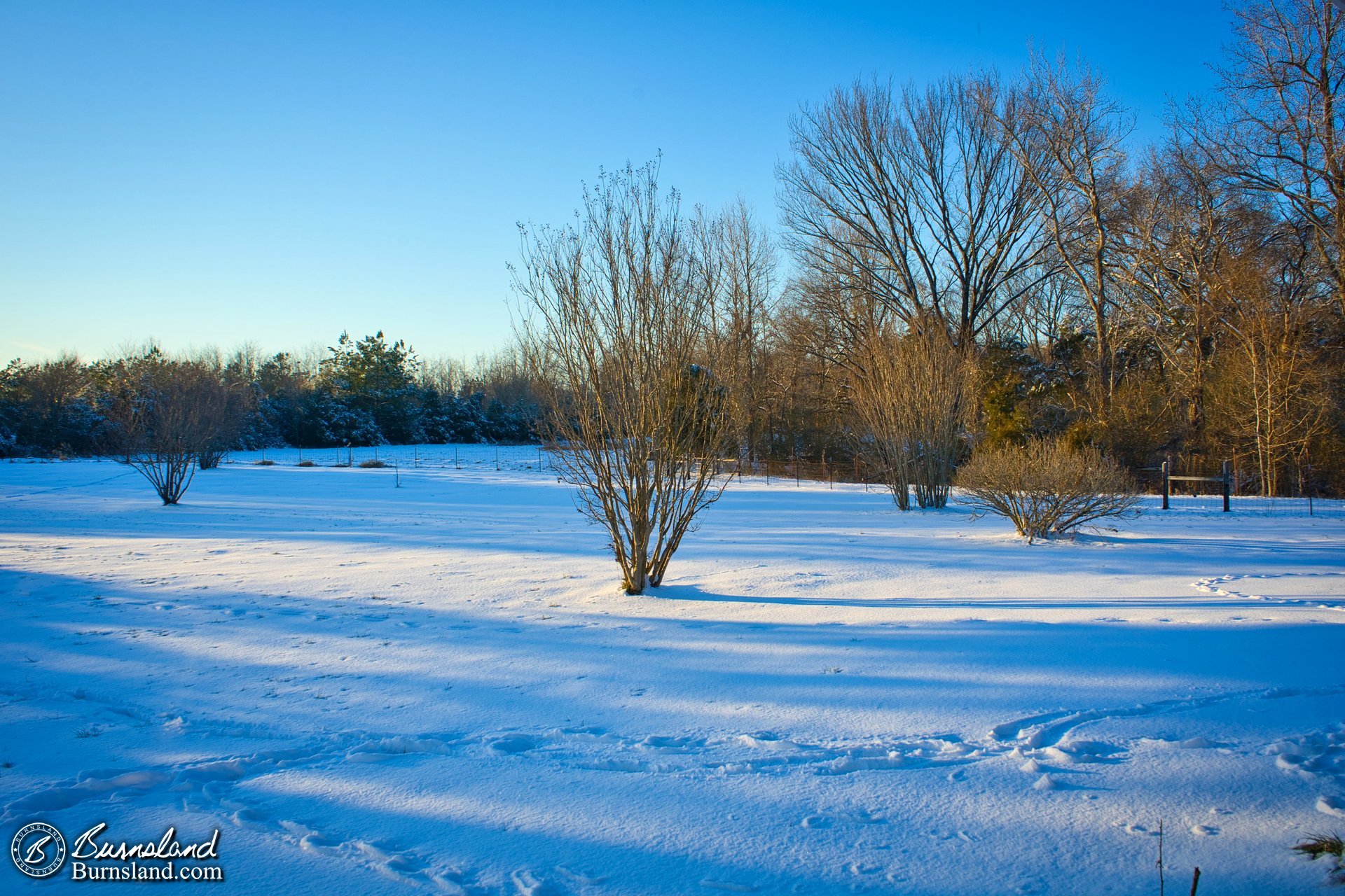 Long, blue shadows in the winter