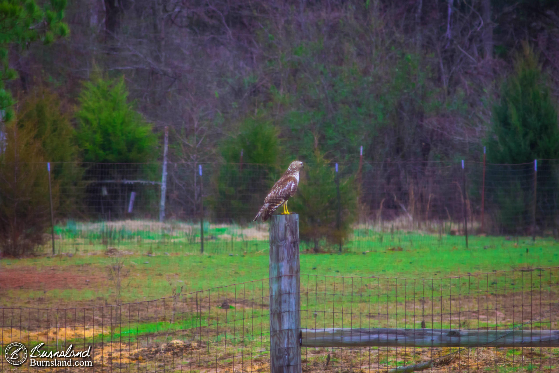 Hawk on a Post