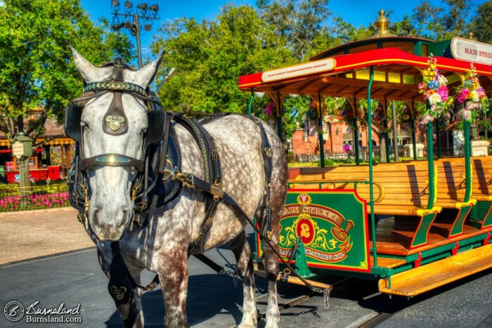 A Percheron horse gets a short break while pulling the trolley along Main Street USA in the Magic Kingdom at Walt Disney World