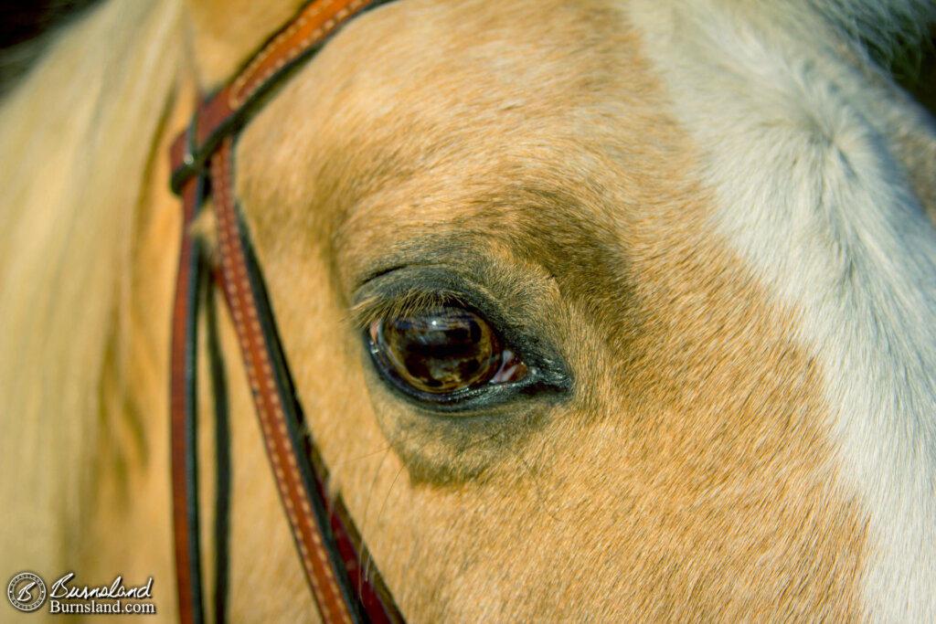 Horse Riding on New Year’s Day