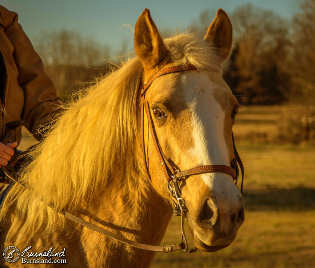 Horse Riding on New Year’s Day