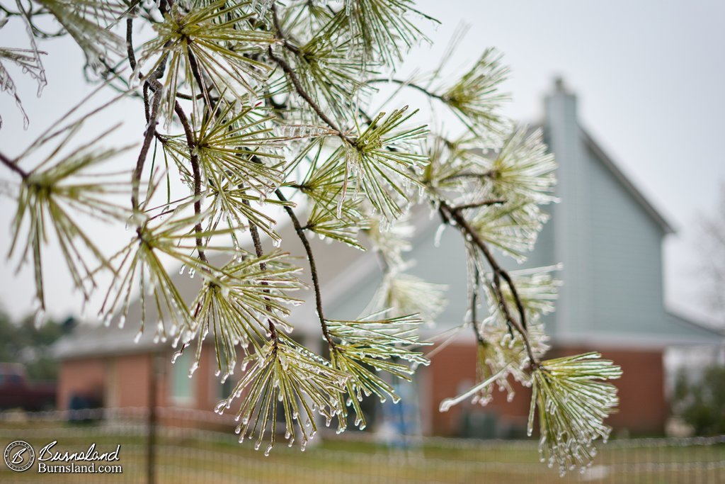 Ice on some of our pine trees and also on the fence from a recent ice storm that passed through our area.