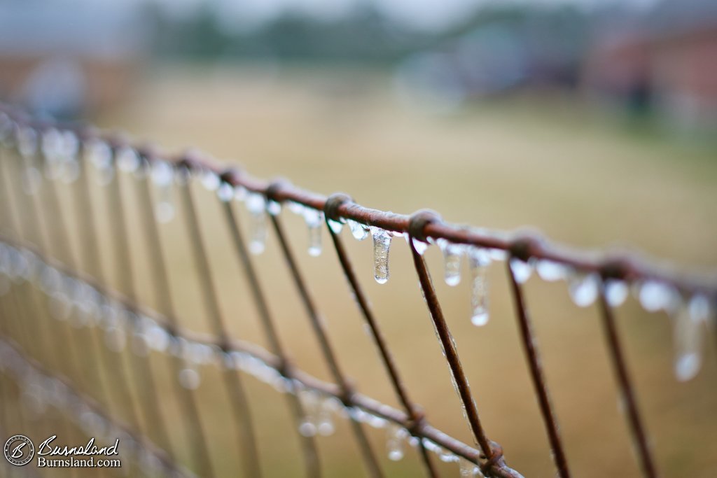 Ice on the horse fence