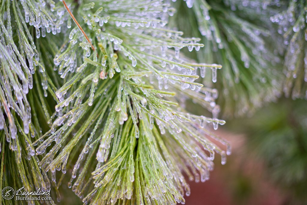 Ice on the Trees