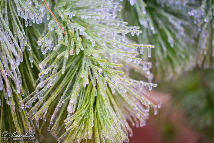 Ice on pine tree needles