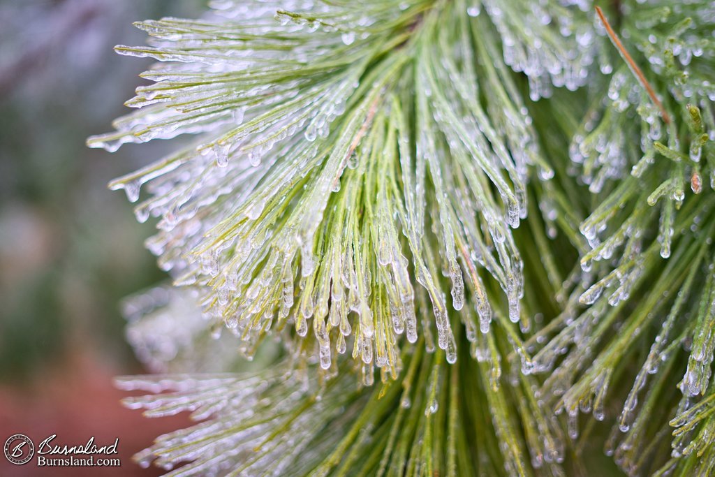 Ice on pine tree needles