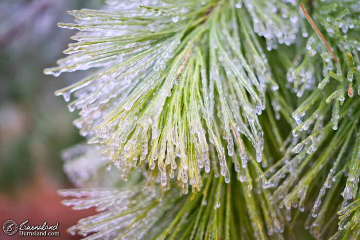 Ice on pine tree needles