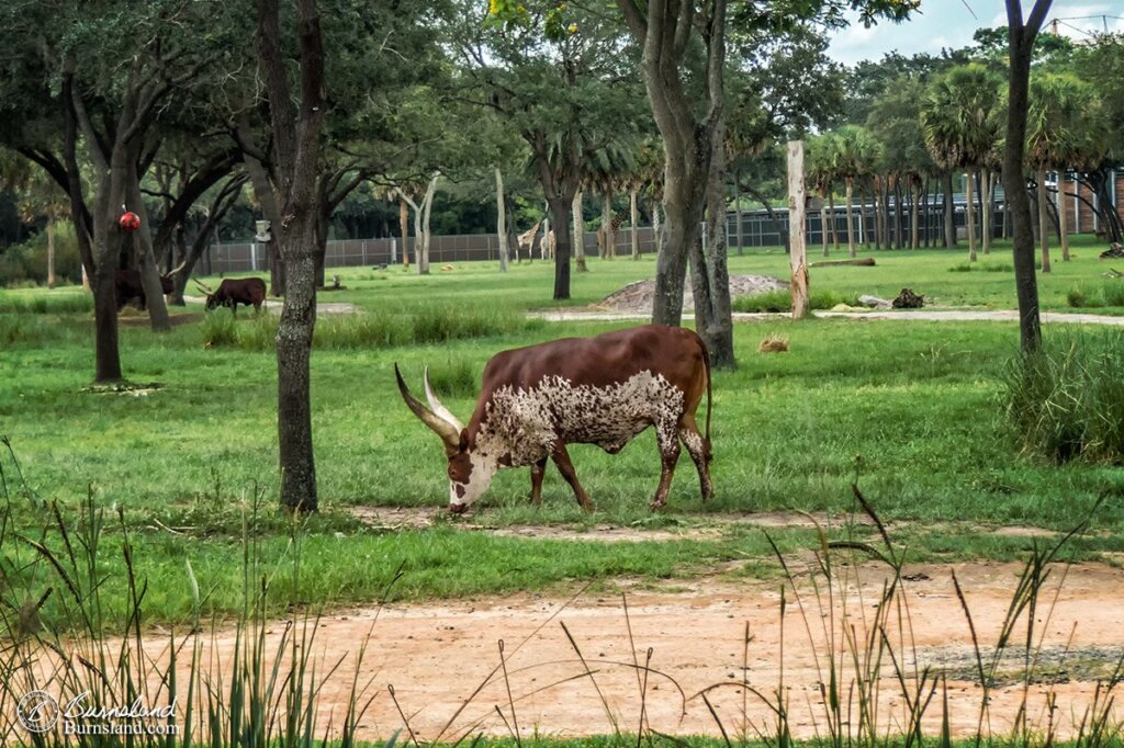 Animal Kingdom Lodge at Walt Disney World