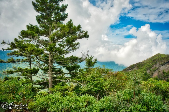 A pine tree at Inspiration Point in the Great Smoky Mountains