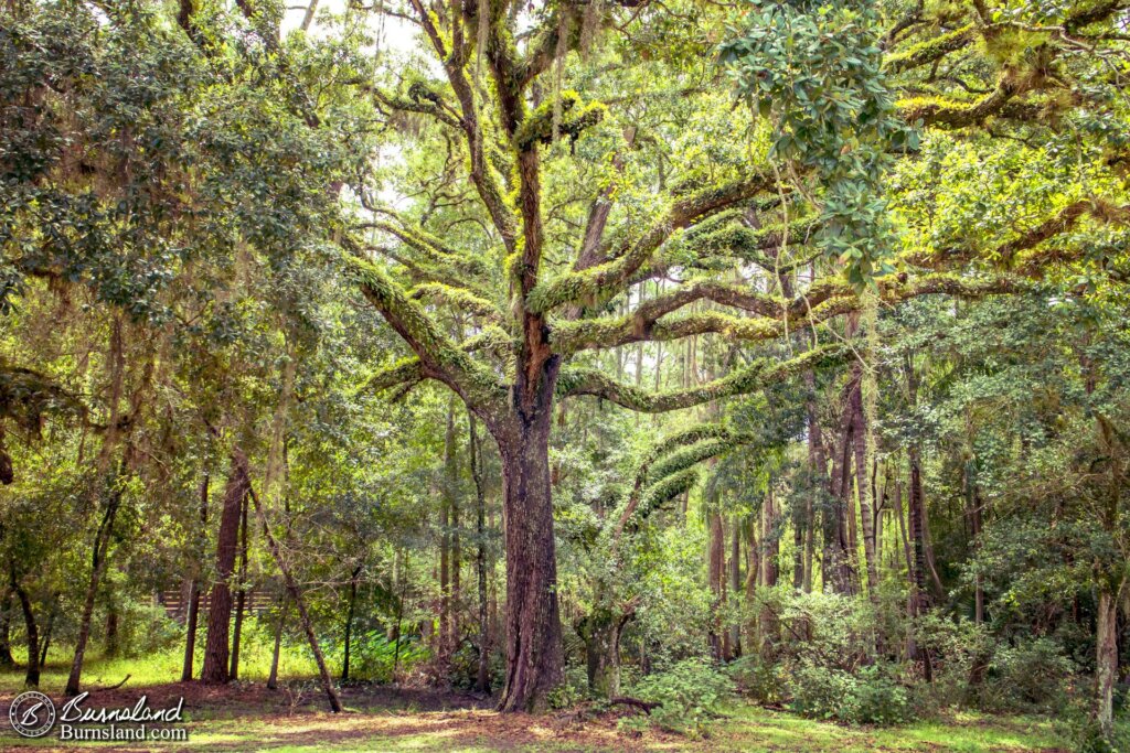 Interesting tree at Shingle Creek Regional Park in Kissimmee, Florida