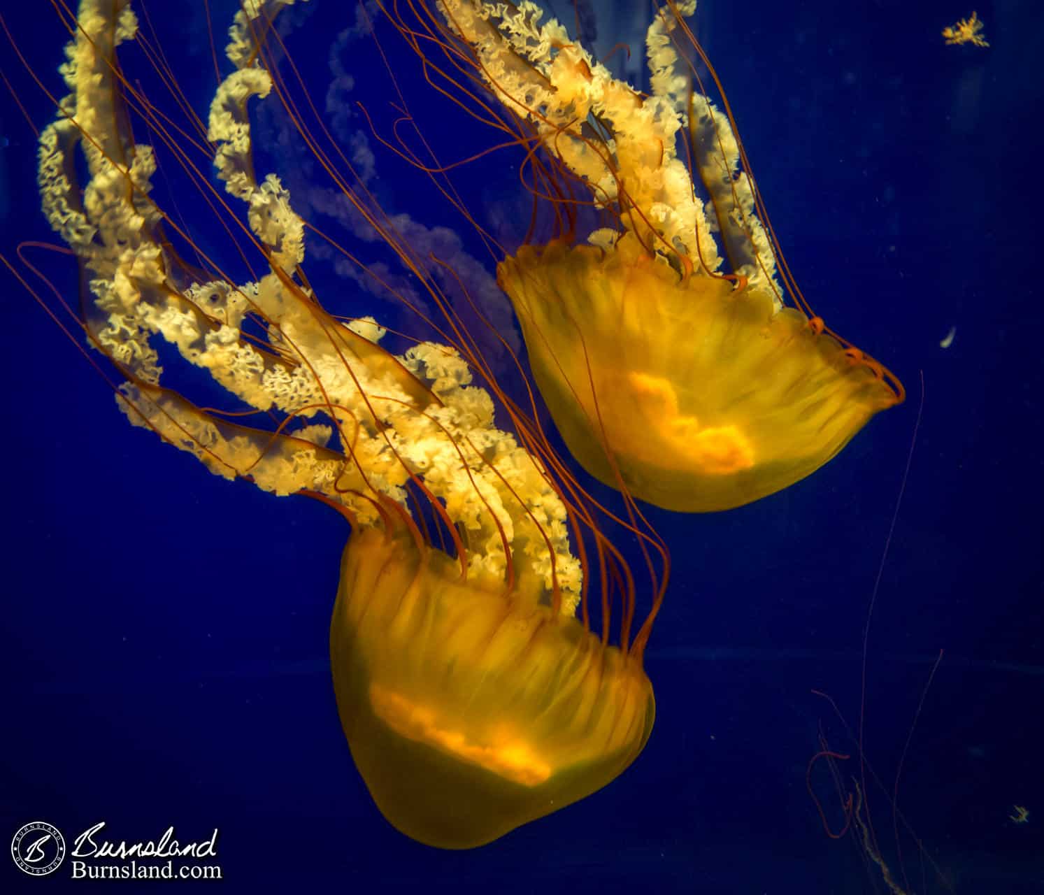 Jellyfish at the Tennessee Aquarium in Chattanooga