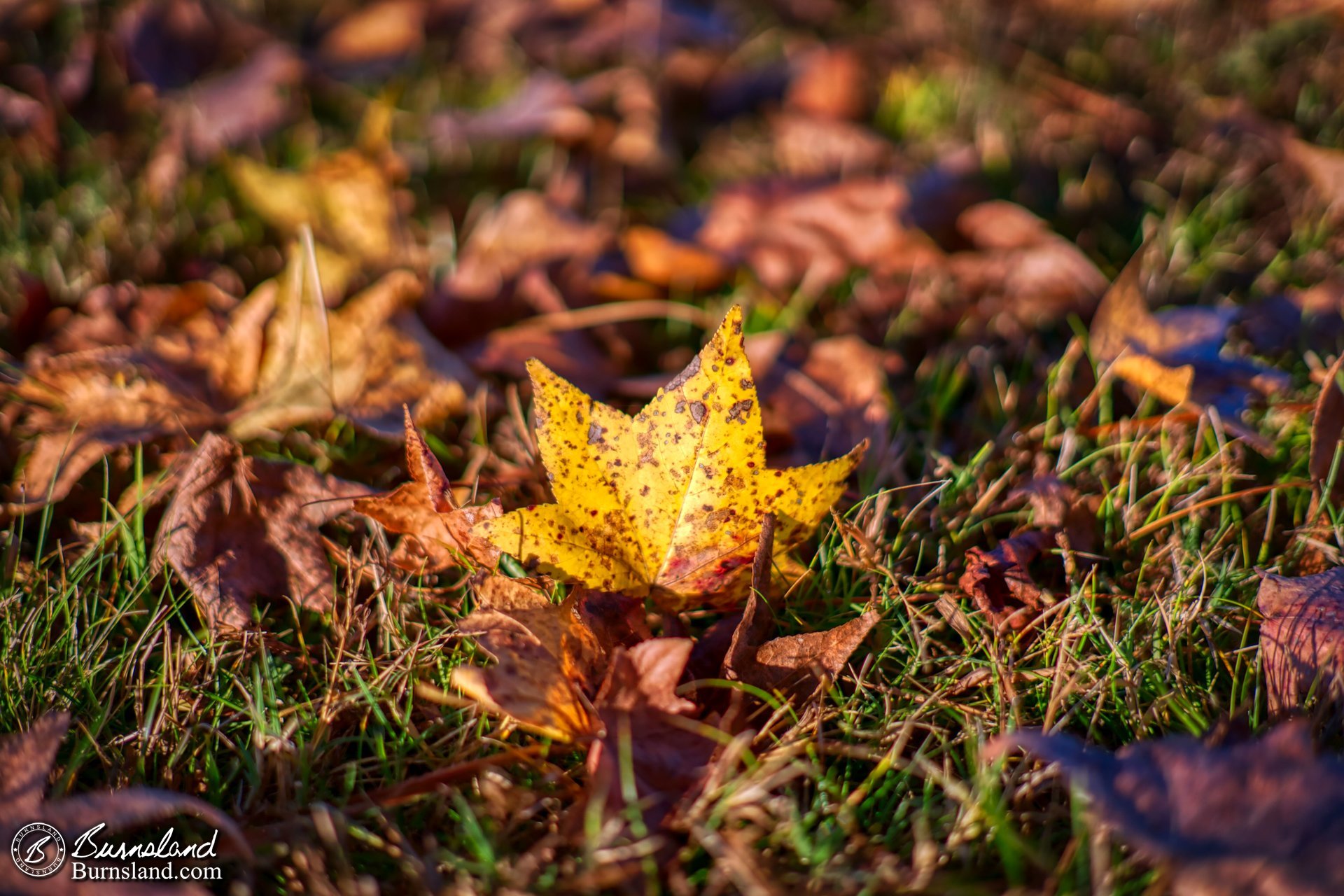 Leaf in the Sun - 50with50 / What Is Good?