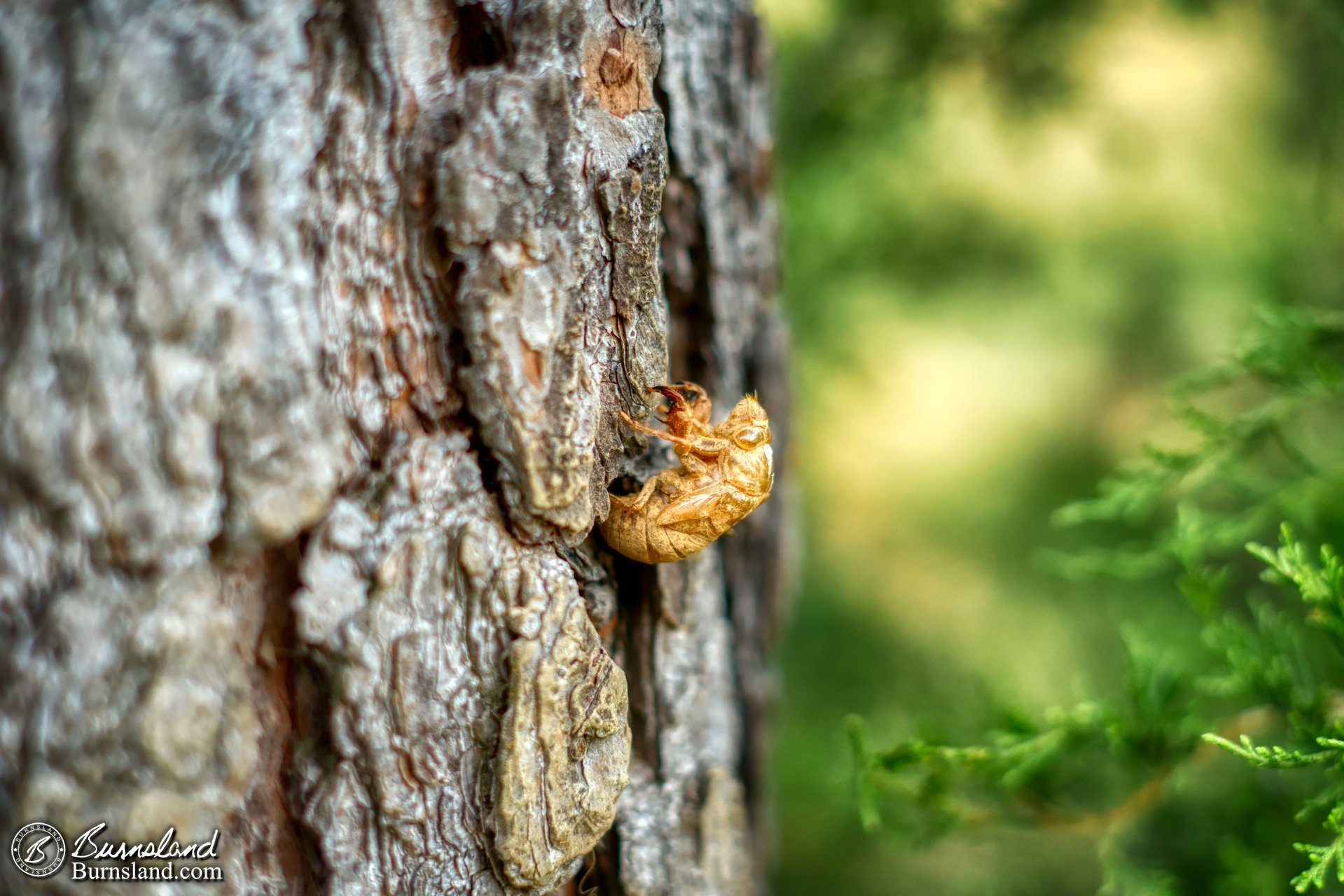 Let Go of the Past / Cicada Shells