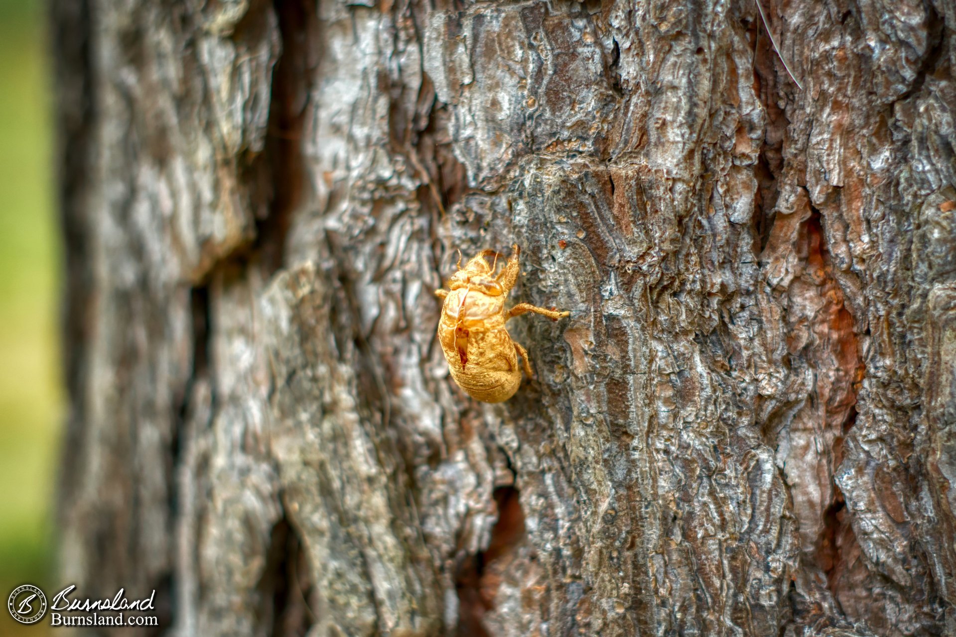 A cicada shell on one of our pine trees