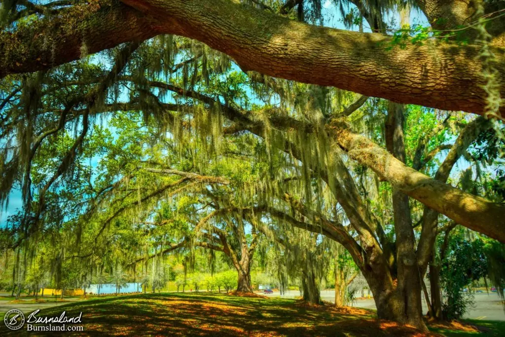 Live oak trees and Spanish moss in Florida