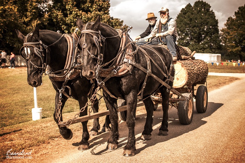 Logging Horses at Ames Plantation