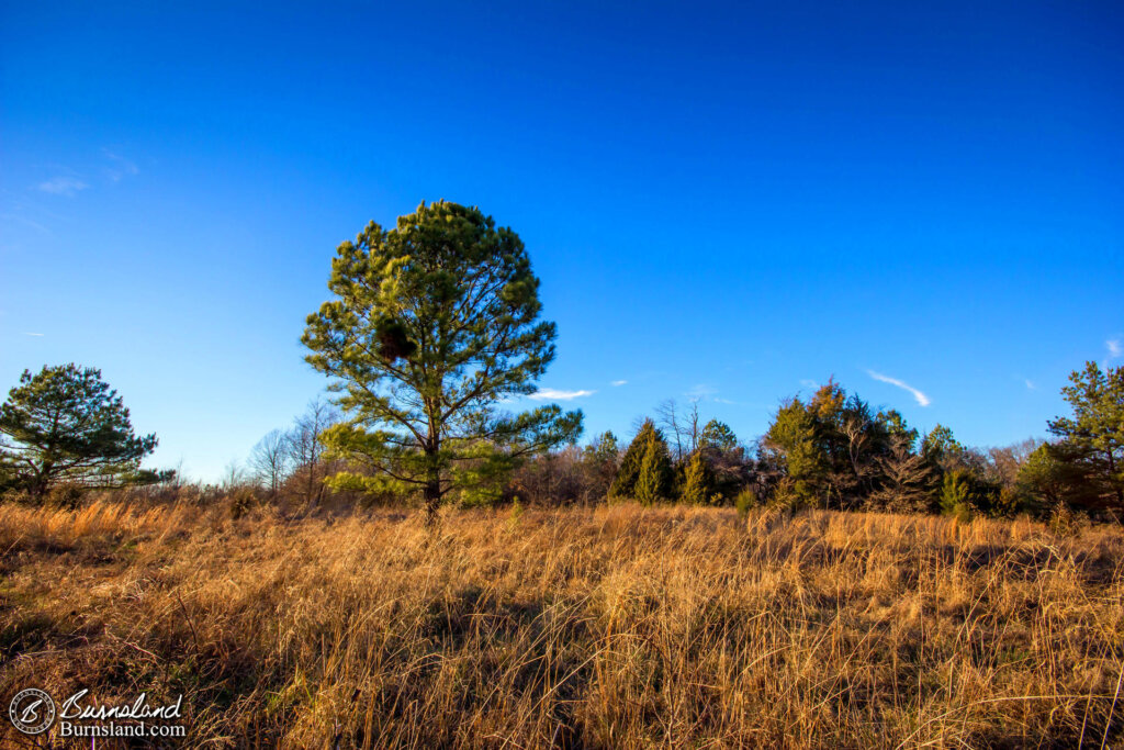 Lone Pine Tree