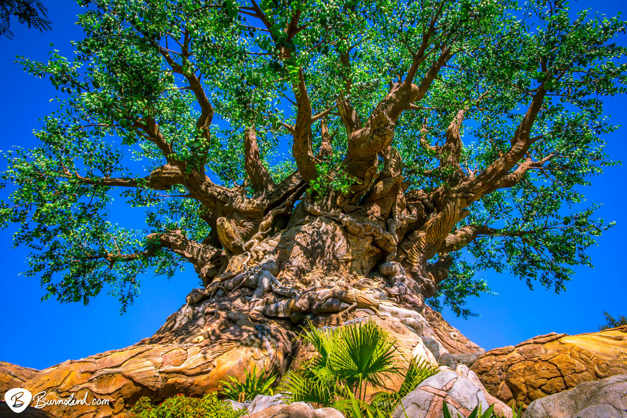 Tree of Life in Disney’s Animal Kingdom at Walt Disney World