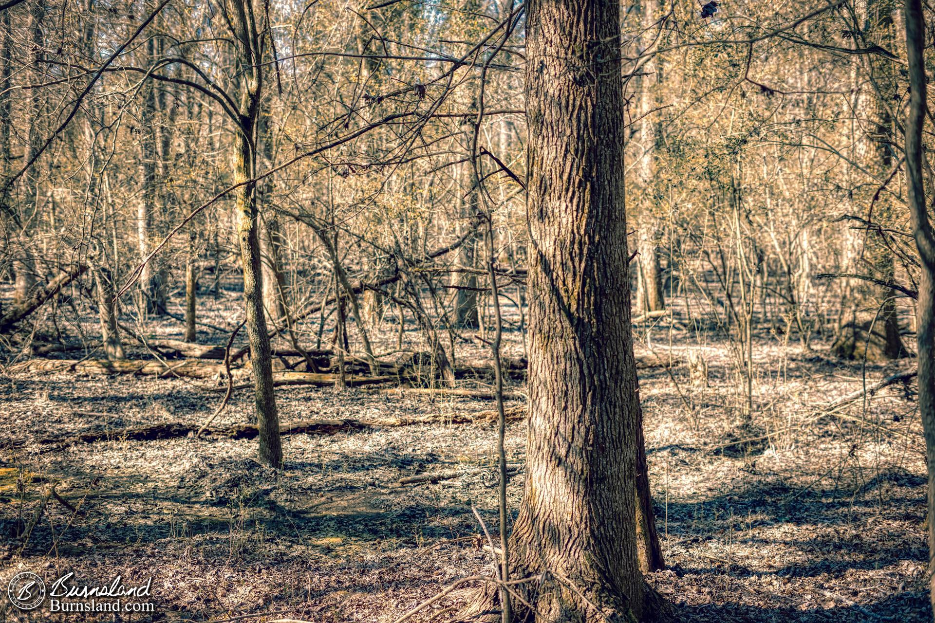 Walking in the woods at our house for the 11th entry in the 50with50 series