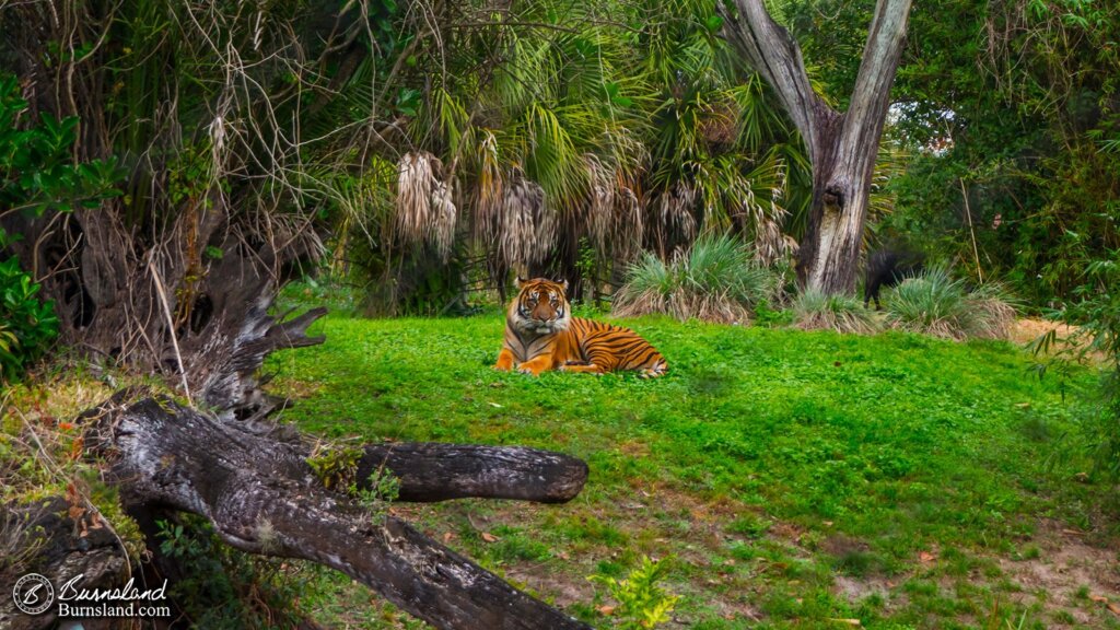 Maharajah Jungle Trek at Disney’s Animal Kingdom