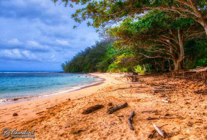 Tree branches hang out over the sand at Moloaʻa Beach on the island of Kauaʻi in Hawaiʻi