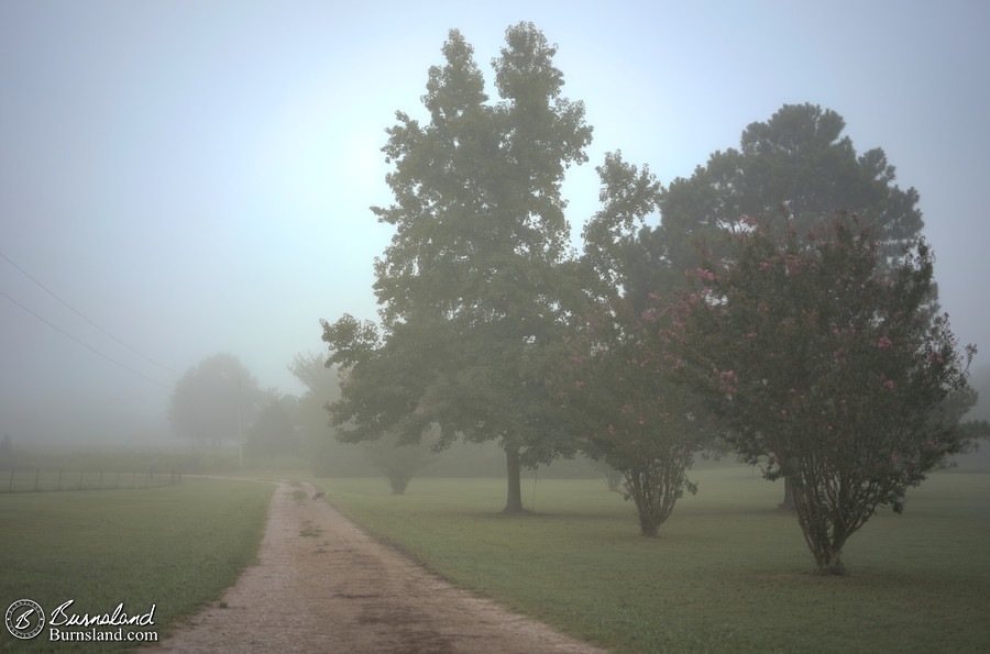 Fog in the the morning while looking down our driveway